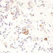 北京康為世紀生物科技 引領前沿生物科技，賦能健康未來